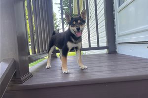 Melody - Shiba Inu for sale