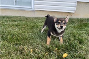 Mellow - Shiba Inu for sale