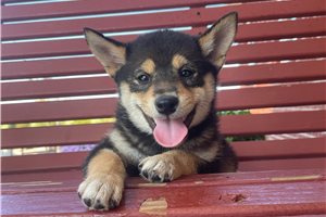 Melody - Shiba Inu for sale