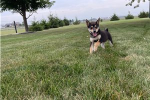 Melody - Shiba Inu for sale