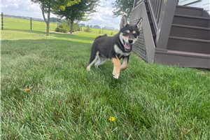 Mellow - Shiba Inu for sale
