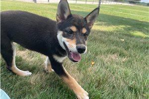 Mellow - Shiba Inu for sale
