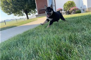 Mitch - Shiba Inu for sale