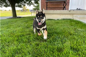 Mitch - Shiba Inu for sale
