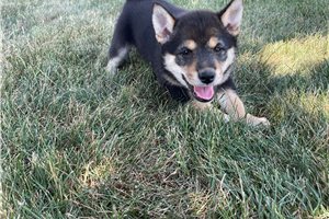Mellow - Shiba Inu for sale