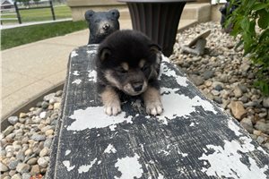 Melody - Shiba Inu for sale