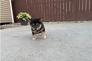 Mellow - Shiba Inu for sale