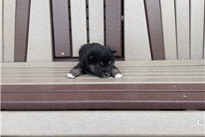 Mojo - Shiba Inu for sale