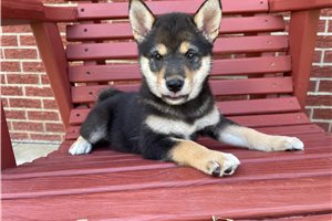 Mellow - Shiba Inu for sale