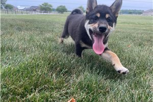 Mitch - Shiba Inu for sale
