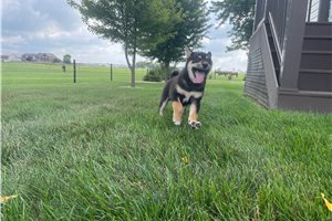 Mitch - Shiba Inu for sale