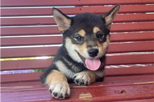 Melody - Shiba Inu for sale
