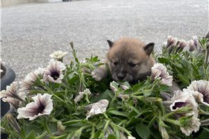 Melinda - Shiba Inu for sale