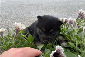 Mitch - puppy for sale