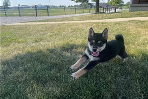 Mellow - Shiba Inu for sale