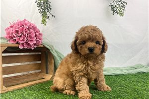 Benjamin - Cavapoo for sale