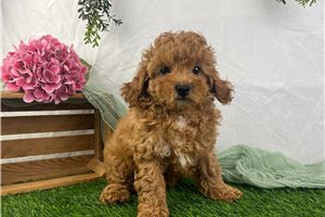 Brooke - Cavapoo for sale