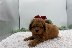 Benjamin - Cavapoo for sale
