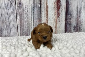 Bennett - puppy for sale