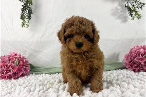 Benjamin - Cavapoo for sale