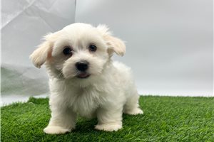 Sammy - Havanese for sale