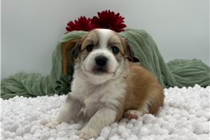 Harrison - Havanese for sale