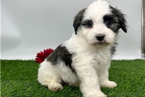 Olive - Havanese for sale