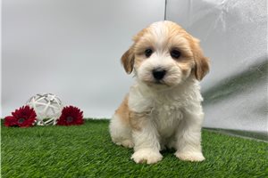 Olivia - Havanese for sale