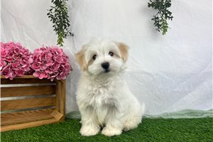 Argo - Havanese for sale