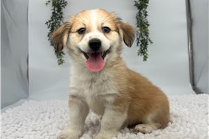 Harrison - Havanese for sale