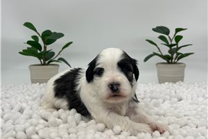 Olive - puppy for sale