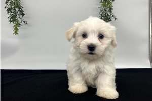 Sammy - Havanese for sale