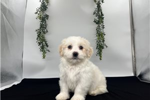 Sadie - Havanese for sale