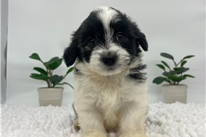 Hailey - Havanese for sale
