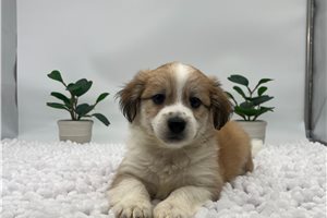 Harrison - Havanese for sale