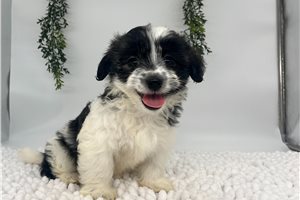 Hailey - puppy for sale