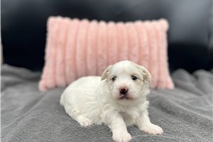 Sadie - puppy for sale