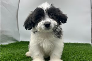 Hailey - Havanese for sale