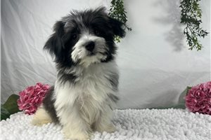 Asher - Havanese for sale