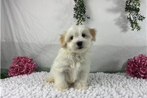 Argo - Havanese for sale