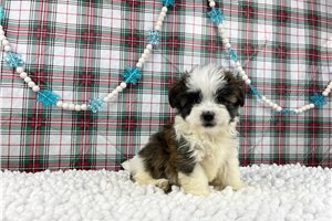 Ottis - puppy for sale