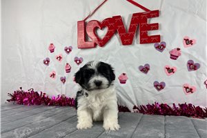 Archer - puppy for sale