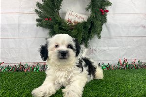 Bonnie - Havanese for sale