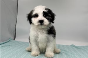 Olive - Havanese for sale