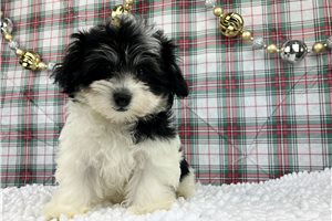 Blaire - Havanese for sale