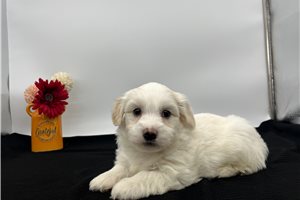 Simon - Havanese for sale