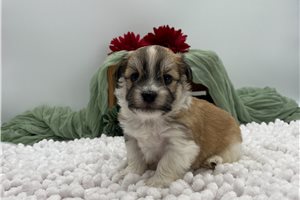 Harvey - Havanese for sale