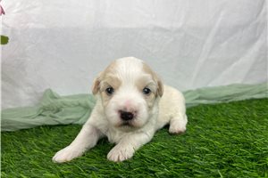 Hudson - Havanese for sale
