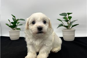 Sammy - Havanese for sale