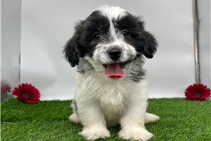 Hailey - puppy for sale